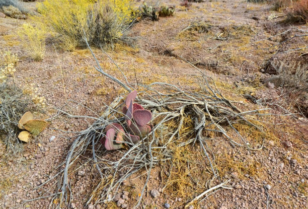 Barrel Cactus with flowers, buds, and spines