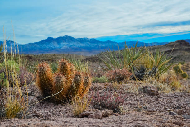 engelmann's hedgehog cactus (echinocereus engelmannii), arizona cacti - arizona prickly pear cactus hedgehog cactus cactus fotografías e imágenes de stock