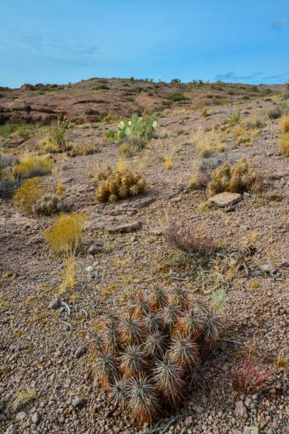 engelmann's hedgehog cactus (echinocereus engelmannii), arizona cacti - arizona prickly pear cactus hedgehog cactus cactus fotografías e imágenes de stock