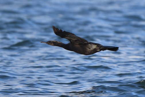 Pelagic Cormorant flying over Notsuke Bay, Hokkaido.