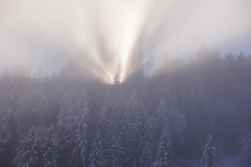 close up view showing a beautiful and wild mountain environment with a frozen and snowy forest extending along the sides of a mountain, wrapped by a thick fog, illuminated in backlight by the sunlight, in a winter morning. Tarvisio, Friuli Venezia Giulia, Italy