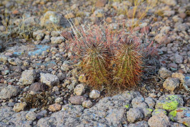 engelmann's hedgehog cactus (echinocereus engelmannii), arizona cacti - arizona prickly pear cactus hedgehog cactus cactus photos et images de collection