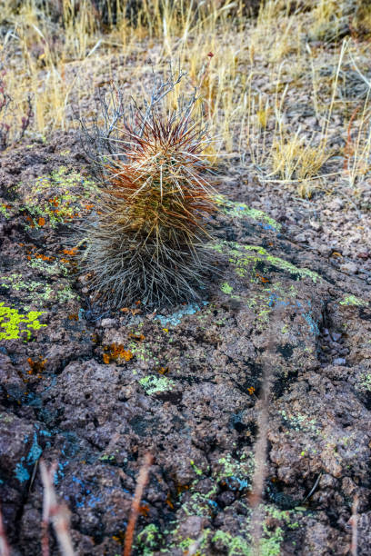 engelmann's hedgehog cactus (echinocereus engelmannii), arizona cacti - arizona prickly pear cactus hedgehog cactus cactus fotografías e imágenes de stock