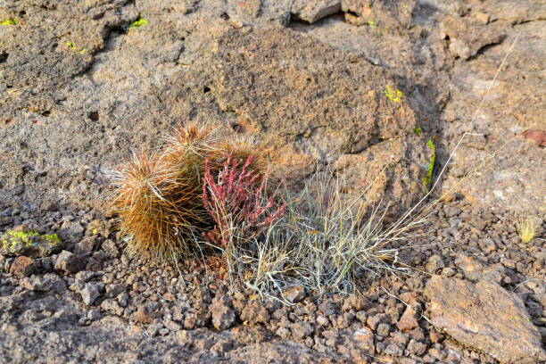 engelmann's hedgehog cactus (echinocereus engelmannii), arizona cacti - arizona prickly pear cactus hedgehog cactus cactus photos et images de collection