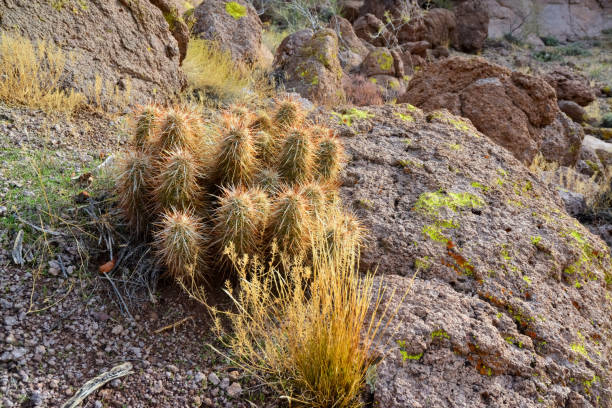 cactus erizo de engelmann (echinocereus engelmannii), cactus de arizona - arizona prickly pear cactus hedgehog cactus cactus fotografías e imágenes de stock