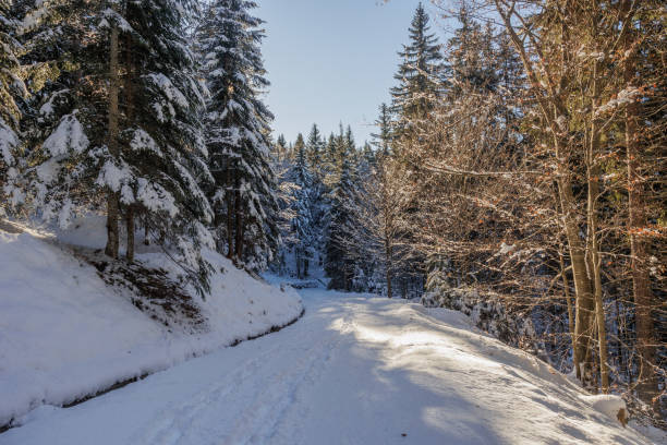 istock Panoramic view showing a dirt road in the middle of a mountain forest, completely covered by the snow, during a winter morning 1914588621