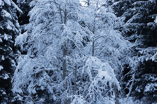 Close up view of some deciduous trees, surrounded by coniferous tree, in a mountain forest, in the shade, completely covered by the snow, during winter season. Tarvisio, Friuli Venezia Giulia, Italy