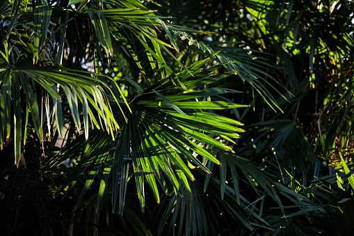 Vibrant green, backlit palm frond with shadows cast upon it. Photo taken at Jennings State forest in northeast Florida. Nikon D750 with Venus Laowa 15mm macro lens