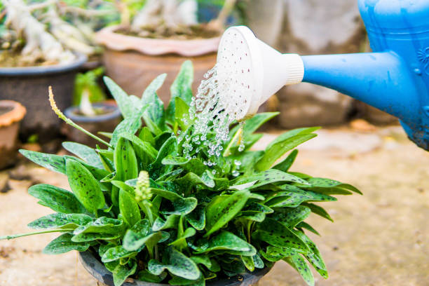 istock Watering plants with a shower 1914616153