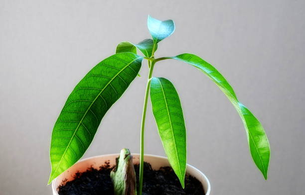istock Avocado sprout in a pot. Exotic Plant 1914617185