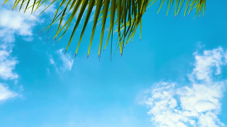 Palm leaves on a background of blue sky