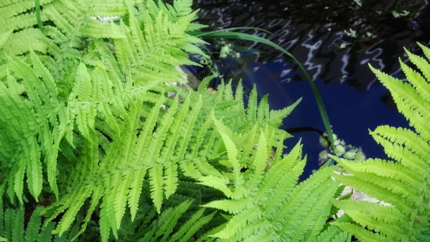 helecho verde en el fondo del agua - water rainforest frond tropical climate fotografías e imágenes de stock