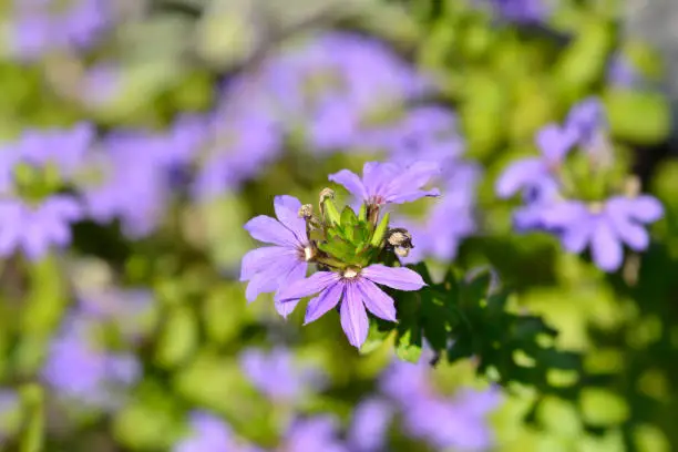 Common fan-flower - Latin name - Scaevola aemula
