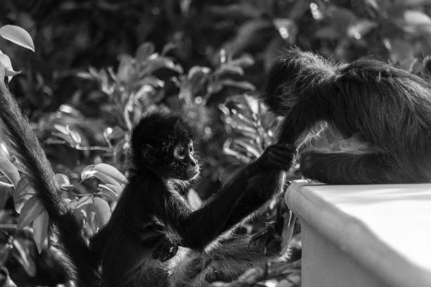 istock Closeup of spider monkeys playing with each other in grayscale 1914624538