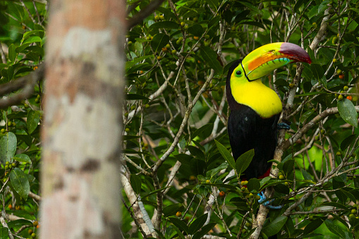 A closeup of a toucan perched on a branch of a tree
