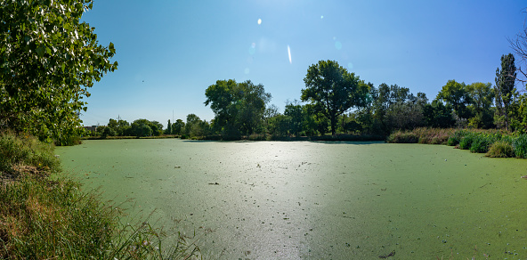 The water surface of a dirty lake is covered with floating plants duckweed (Wolffia arrhiza) and (Lemna turionifera)