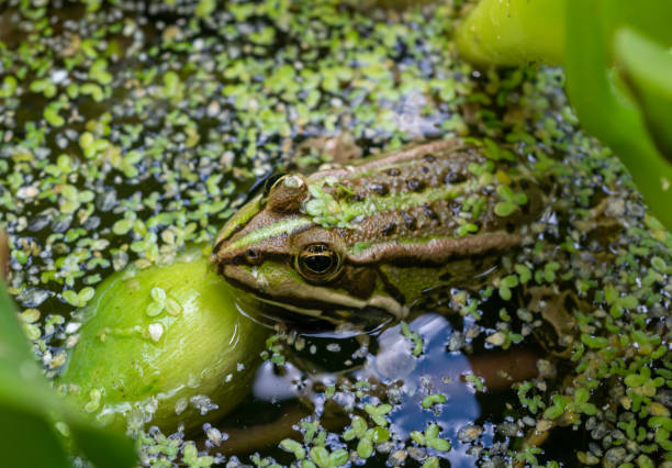 istock The marsh frog (Pelophylax ridibundus), frog in water among duckweed 1914635972