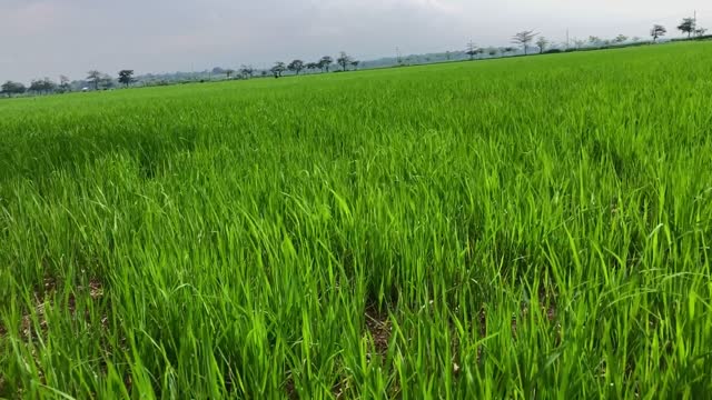 young rice plants in the rice fields