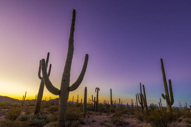 istock Arizona Desert Saguaro Cactus 1914649451
