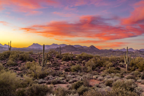 istock Arizona Desert Saguaro Cactus 1914653053