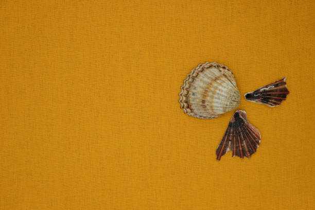 Sea shells on yellow-brown linen. Copy space.