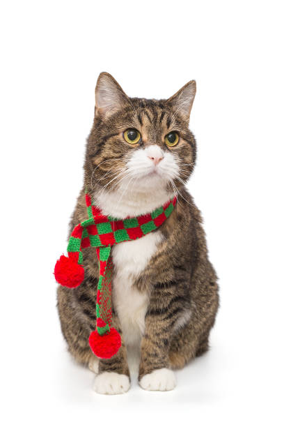 istock Grey cat in a red scarf 1914655787