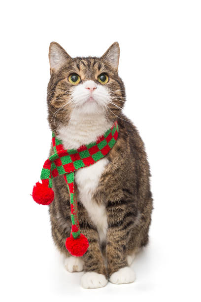 istock Grey cat in a red scarf 1914655796