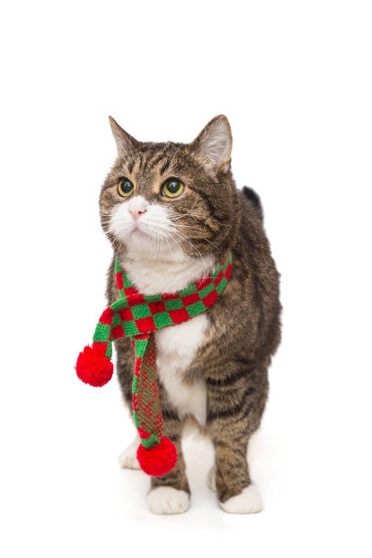 istock Grey cat in a red scarf 1914655887