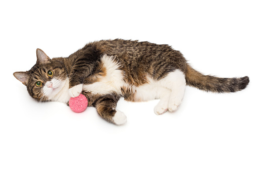 Grey, striped cat lies on its side with a pink ball, isolated on a white background