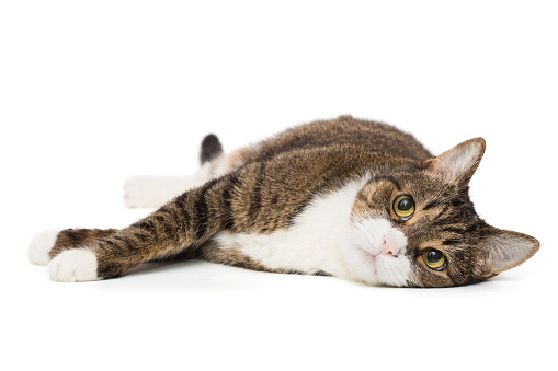 Grey, striped cat lies on its side and looks into the camera, isolated on a white background