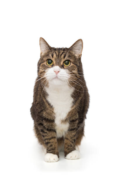 istock Grey, striped cat sits and looks up 1914656684