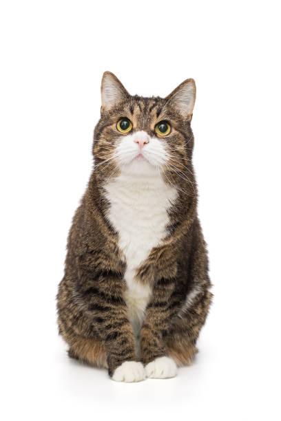 istock Grey, striped cat sits and looks up 1914656688