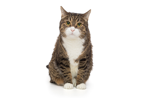 Grey, striped cat stares intently, isolated on a white background