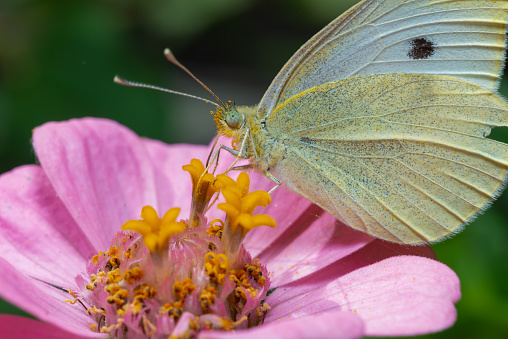 Pieris brassicae - white butterfly sits on a red flower and drinks nectar
