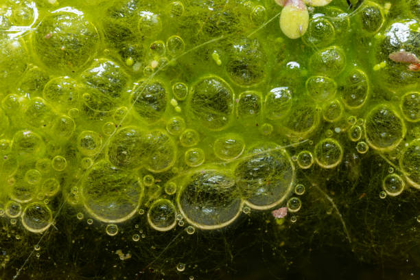 istock Freshwater algae Spirogyra release oxygen into the air, oxygen synthesis in water bodies 1914668761