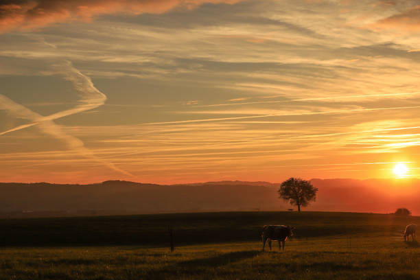 istock silhouette of a single tree with spectacular sunset sky 1914676681