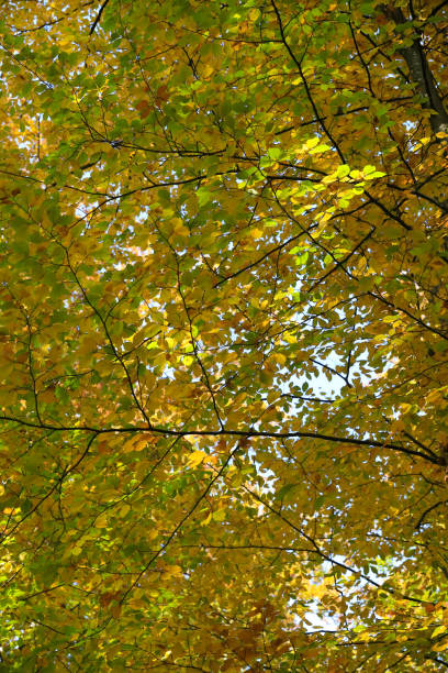 Nature outdoor beauty scenery concept. Autumnal trees in sunshine. Woodland during fall season covered by dried foliage.