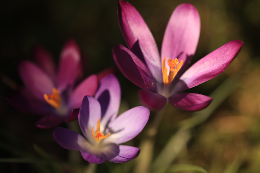 violet crocus flowers in partial shade