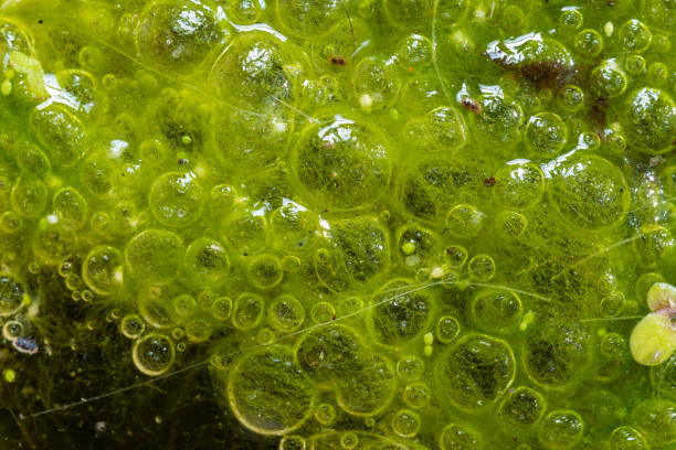 istock Freshwater algae Spirogyra release oxygen into the air, oxygen synthesis in water bodies 1914693095