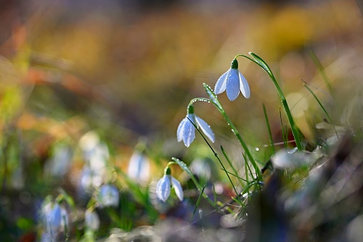 Spring flowers. The first flowering white plants in spring. Natural colorful background. (Galanthus nivalis).