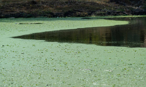 istock pond overgrown with aquatic plants Piscia and duckweed (Lemna turionifera) and (Wolffia arrhiza) 1914704964