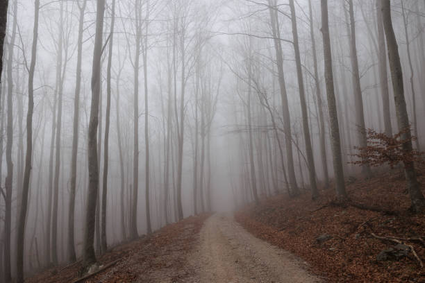 istock Wide panoramic view of a dirt road passing between a bare trees forest in Slovenia, wrapped by the fog, during a winter morning 1914708076