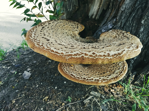 Fungi on a tree. Mushrooms grow on a tree. Spring mushrooms. Lots of big mushrooms