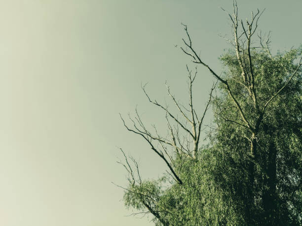 A tree with bare branches. Dead branches on a living tree. Among the foliage, you can see the bare branches of a tree. A gloomy tree against the sky.