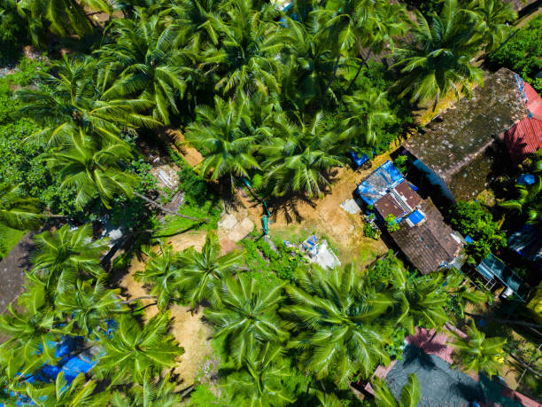 istock Palm tree aerial view South Goa 1914739166