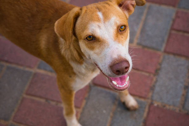 istock Dog viewing camera at Goa streets 1914742762