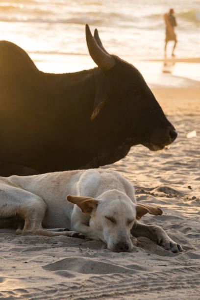 Dog and cow resting on the beach of North Goa