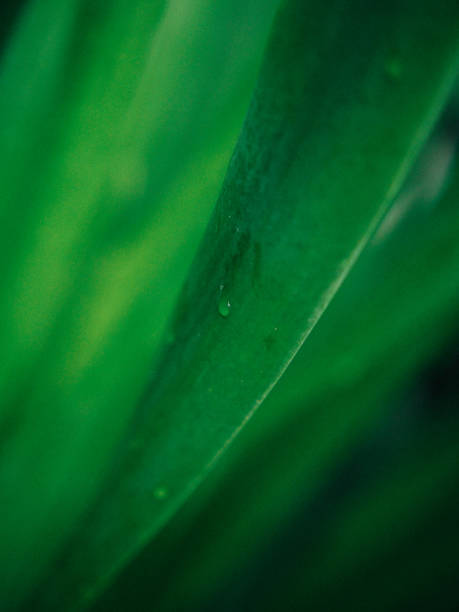 istock nature in garden 1914746882