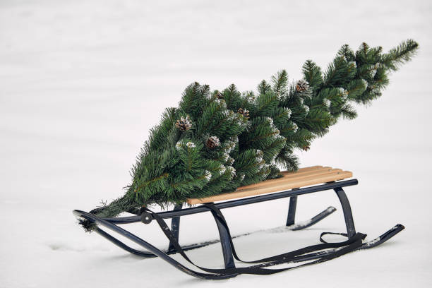 Christmas tree on a sleigh in winter