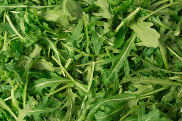 istock Fresh leaves of arugula as a background. 1914758899